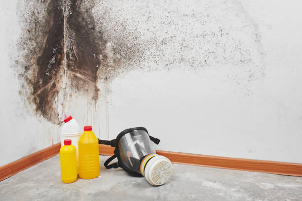 Reliable Haskell, AR Mold Removal Solutions