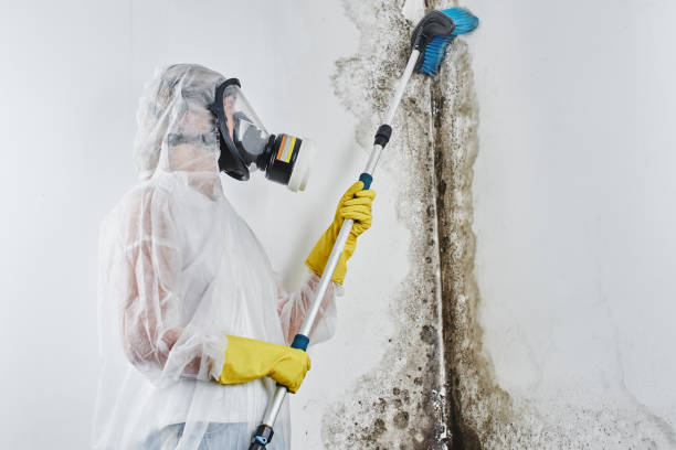 Best Mold Damage Repair  in Haskell, AR