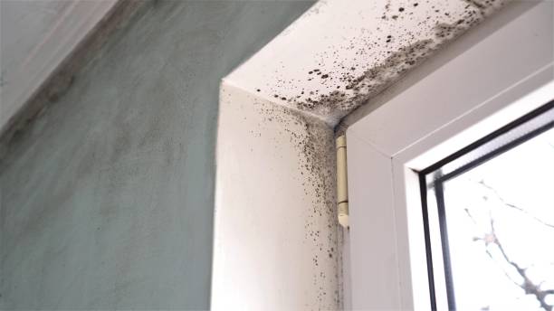 Best Mold Testing  in Haskell, AR