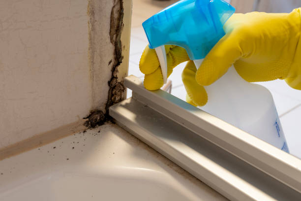 Best Black Mold Removal  in Haskell, AR