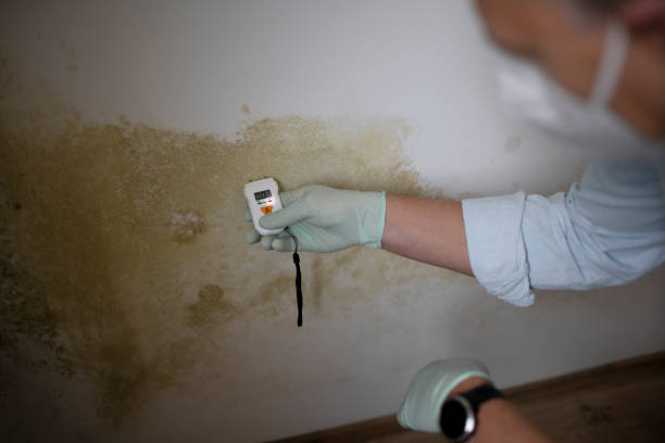 Best Best Mold Removal Companies  in Haskell, AR