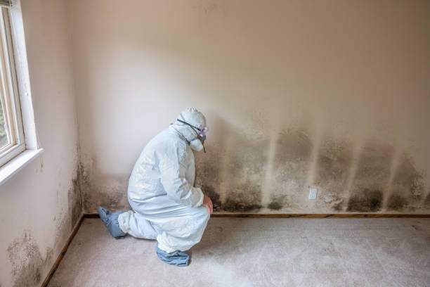 Mold Removal and Inspection in Haskell, AR