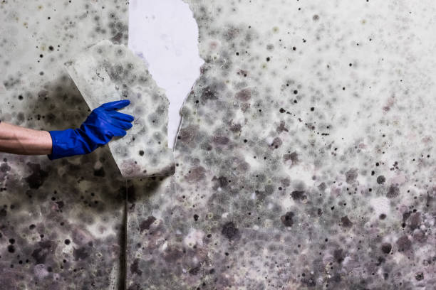 Best Affordable Mold Removal  in Haskell, AR