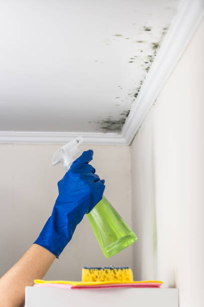 Certified Mold Removal in Haskell, AR