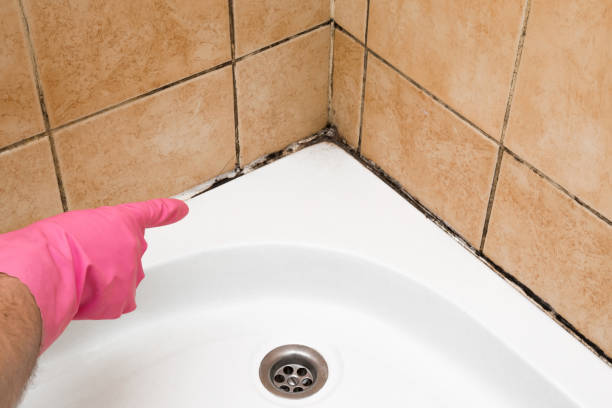 Best Fast Mold Removal  in Haskell, AR