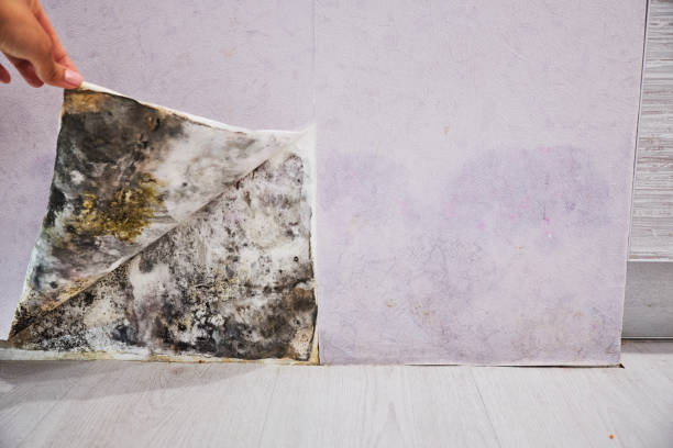 Best Professional Mold Removal  in Haskell, AR